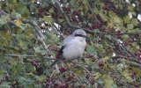 Great-Grey-Shrike.jpg