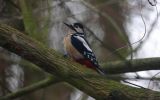 Great-Spotted-Woodpecker.jpg