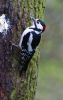 Great-Spotted-Woodpecker4.jpg