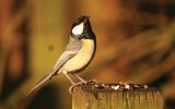 Great-Tit.jpg