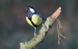 Great-Tit~0.jpg