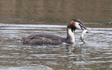 Grebe-1-Pike-0.jpg