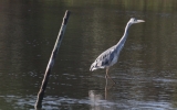 Grey-Heron.jpg