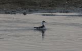 Grey-Phalarope.jpg