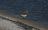 Grey-Wagtail2.jpg