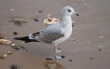 Immature-Common-Gull.jpg