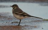 Juv-Pied-Wag.jpg