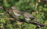 Juvinile-Willow-Warblers-aw.jpg