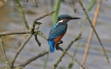 Kingfisher2.jpg