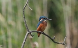 Kingfisher~0.jpg