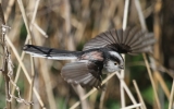 LTT-in-flight.jpg