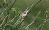 Lesser-Whitethroat.jpg