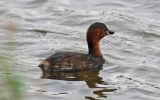 Little-Grebe.jpg