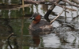 Little-Grebe2.jpg