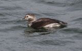 Long-Tailed-Duck2.jpg