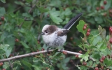 Long-Tailed-Tit-7.jpg