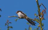 Long-Tailed-Tit2.jpg