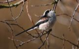 Long-Tailed-Tit2~0.jpg