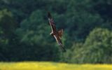 Marsh-Harrier~0.jpg