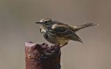 Meadow-Pipit4.jpg