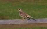 Mistle-Thrush.jpg