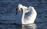 Mute-Swan.jpg