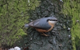 Nuthatch11.jpg