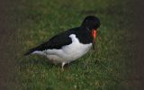 Oyster-Catcher.jpg