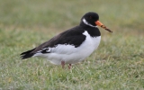 Oyster-Catcher2.jpg