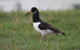 Oyster-Catcher3.jpg