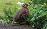 Red-Legged-Partridge.jpg