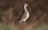 Redshank2.jpg