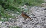 Redstart2.jpg