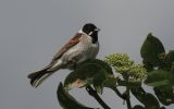 Reed-Bunting-5.jpg