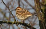 Reed-Bunting-female.jpg