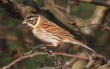 Reed-Bunting.jpg