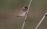 Reed-Bunting10.jpg