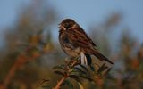 Reed-Bunting5.jpg