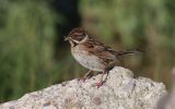 Reed-Bunting6.jpg