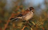 Reed-Bunting6~0.jpg