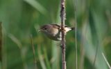 Reed-Warbler3.jpg