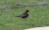 Ring-Ouzel2.jpg