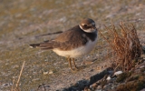 Ringed-Plover.jpg