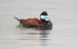 Ruddy-Duck.jpg