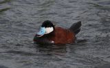 Ruddy-Duck1.jpg