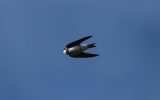 Sand-Martin.jpg