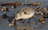 Sanderling2.jpg