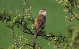 Sedge-Warbler6.jpg