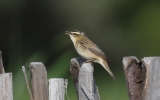 Sedge-Warbler7.jpg