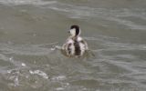 Shelduck-chick.jpg